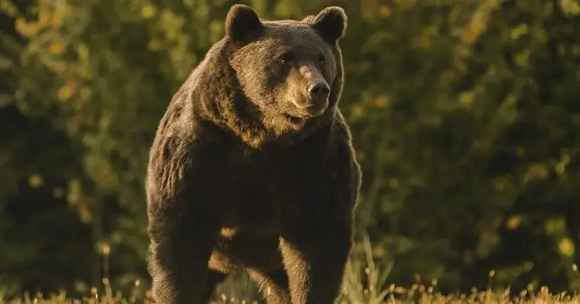 Chasse : le “plus grand” ours brun roumain abattu par un prince du Liechtenstein