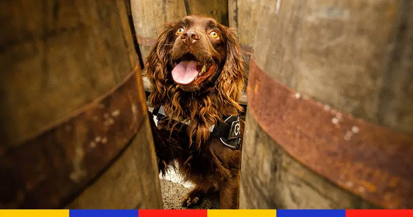 L’histoire du chien qui veille sur le whisky d’une distillerie écossaise
