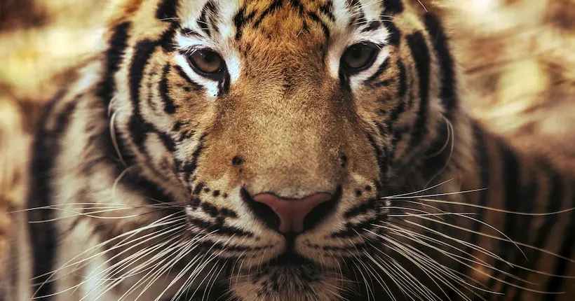 Un tueur de tigres du Bengale arrêté après 20 ans de cavale