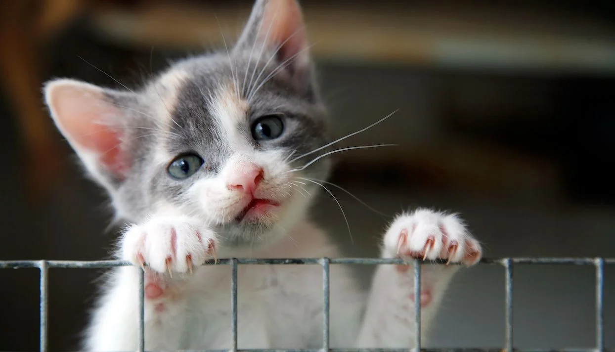 Abandon des animaux : “40 % des chats sont euthanasiés sans raison médicale” alerte la SPA
