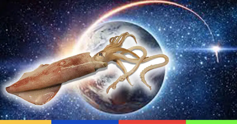 Pourquoi la Nasa a envoyé des calamars dans l’espace