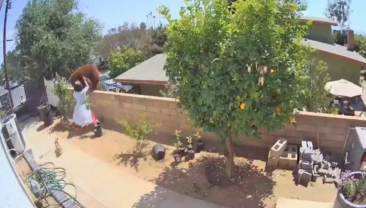 Vidéo : une adolescente américaine pousse une ourse à mains nues pour protéger ses chiens