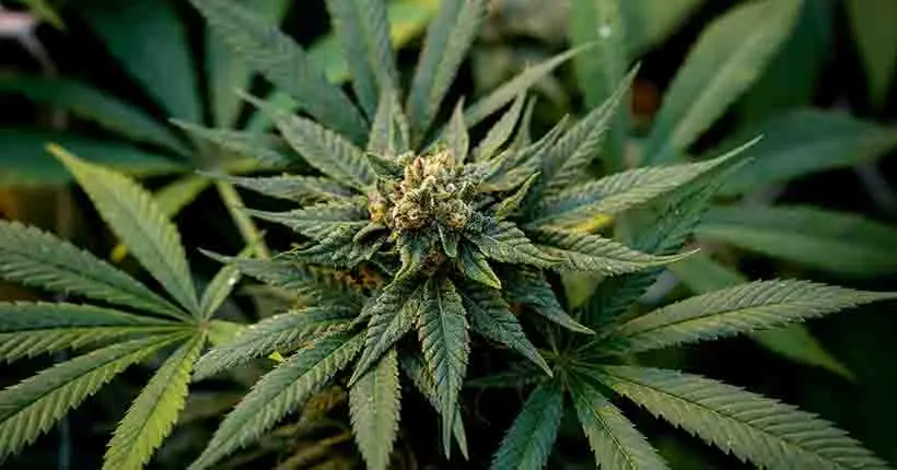 Les plants étiquetés “cannabis” étaient vendus… en grande surface