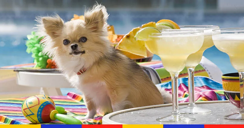 Voici un bar à cocktails pour les chiens (vous pourrez aussi boire un coup)