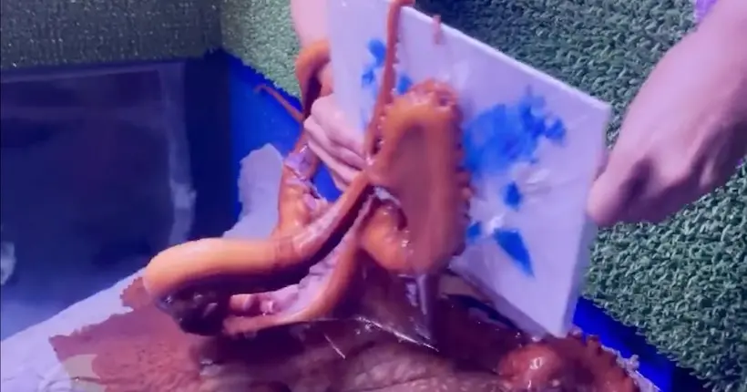 En Floride, un poulpe montre ses talents de peintre