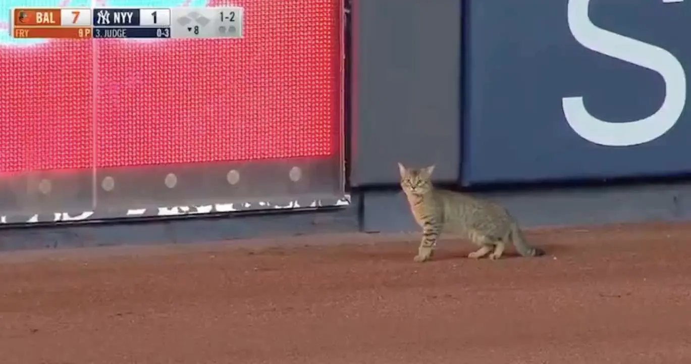 Vidéo : un petit chat perdu sème le trouble au Yankee Stadium