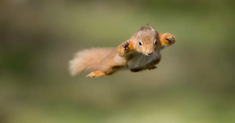 Créatifs et habiles, les écureuils font du parkour pour se déplacer