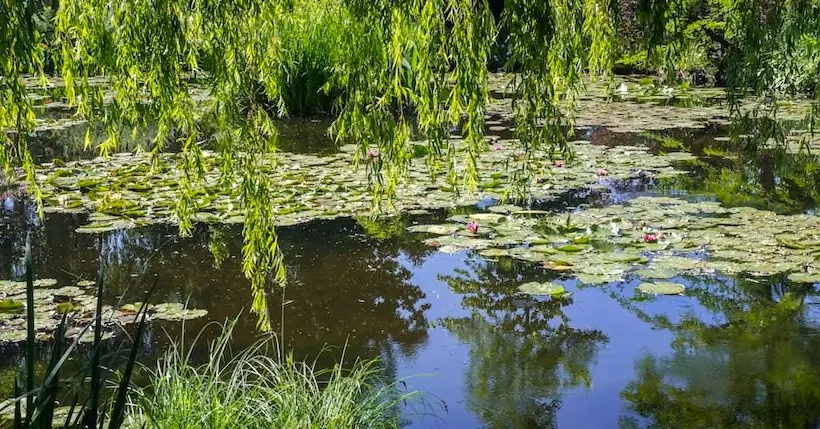 De la vase à la splendeur : comment les jardins de Monet à Giverny ont fleuri