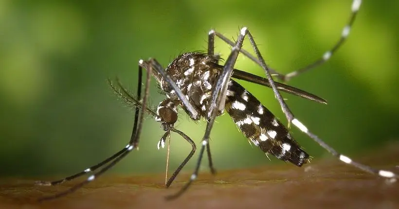 Vidéo : qui est vraiment le moustique tigre ?