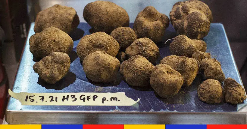 La truffe noire pousse désormais (aussi) en Afrique