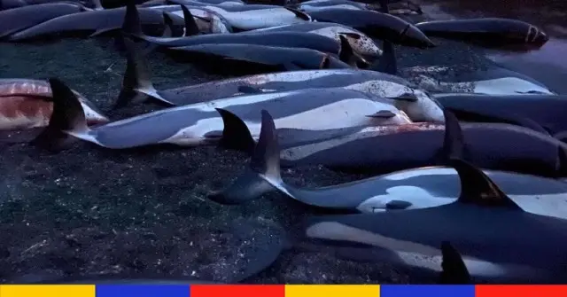 Aux îles Féroé, émotion après la mise à mort de 1 400 dauphins