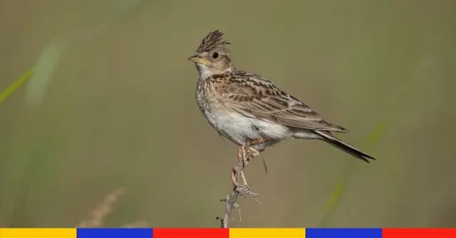 Le gouvernement veut réautoriser des chasses traditionnelles d’oiseaux