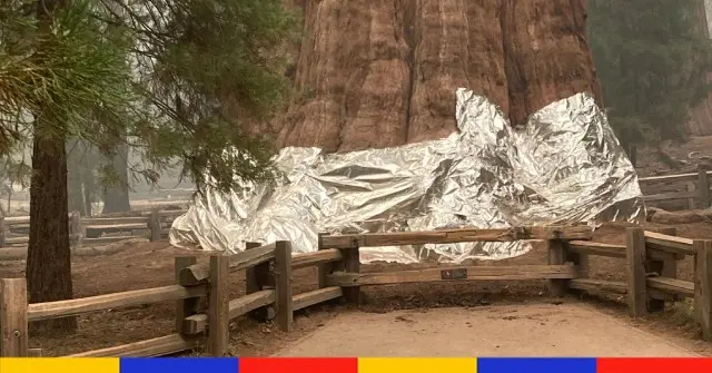 Des séquoias emballés dans de l’aluminium pour les protéger des incendies en Californie