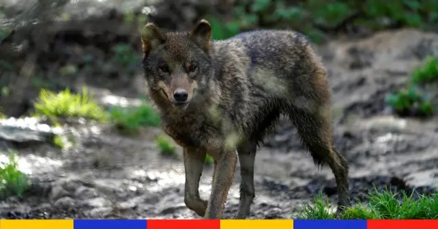 La chasse au loup désormais bannie dans toute l’Espagne