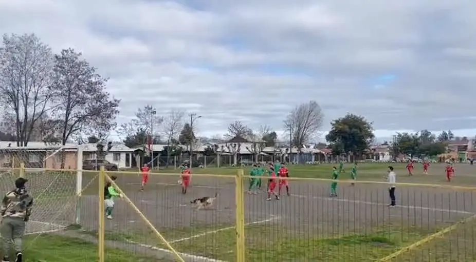 Vidéo : un chien marque un but dans un match amateur au Chili