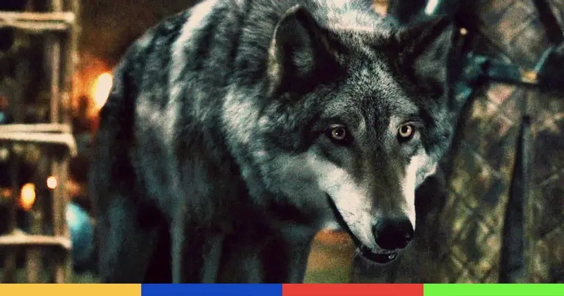 Des chercheurs ont réussi à retrouver l’ADN des “loups géants”