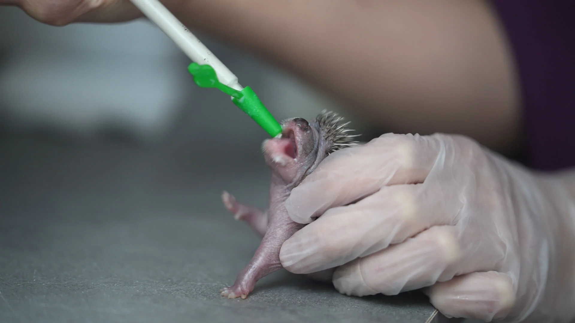 Vidéo : l’Hirondelle, un hôpital pour la faune sauvage