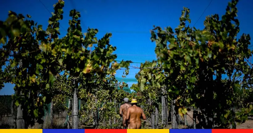 Au Portugal, les naturistes font (eux aussi) les vendanges