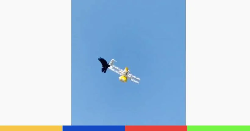 Vidéo : ce combat épique entre un corbeau énervé et un drone de Google