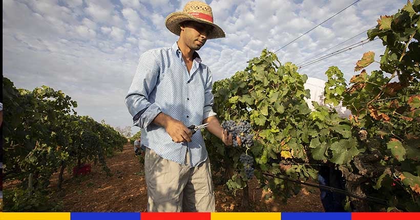 Comment le vin espagnol tente de s’adapter face au changement climatique