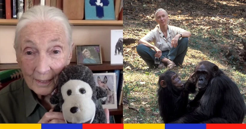 Les chimpanzés dotés d’émotions et d’intelligence : retour sur le travail de Jane Goodall