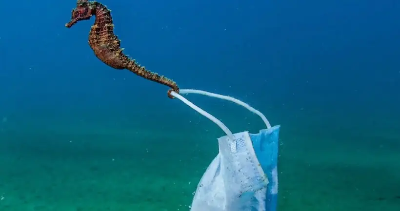 Plongez dans l’océan grâce au concours des plus belles photos sous-marines de 2021