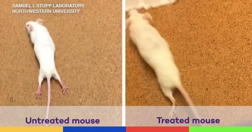 Des souris paralysées remarchent en quatre semaines grâce à un nouveau traitement