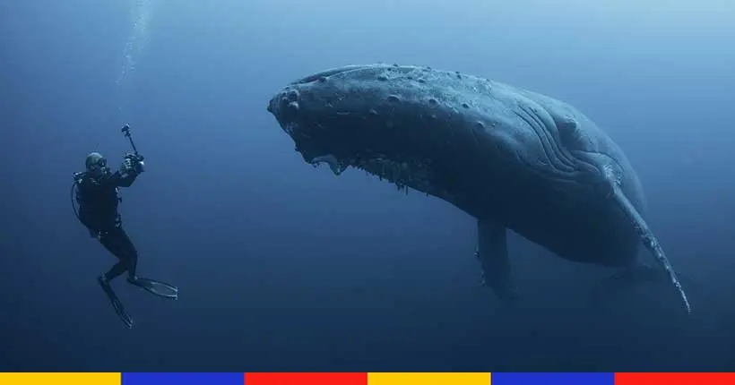 Les baleines sont (beaucoup) plus gourmandes qu’on ne l’imaginait