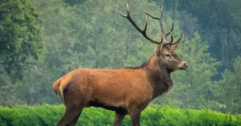 Un cerf poursuivi par des chiens et des chasseurs trouve refuge près d’un stade de foot