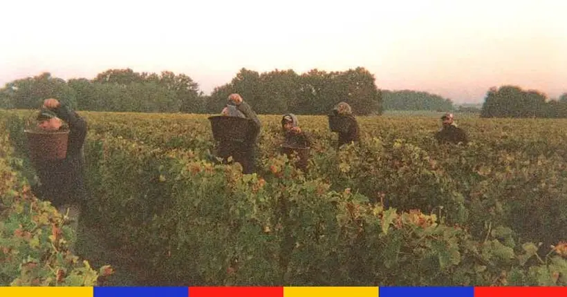 On s’est incrusté dans les délicates vendanges de jeunes vignerons