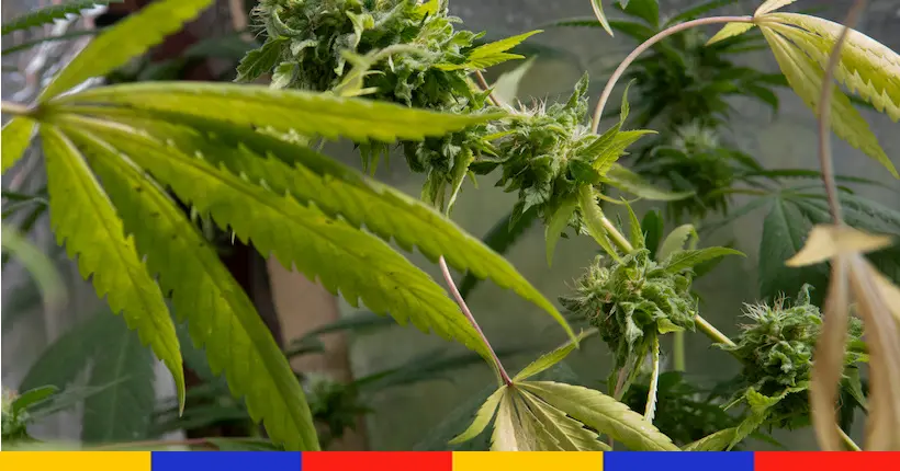 CBD : le gouvernement interdit la vente de fleurs ou de feuilles brutes