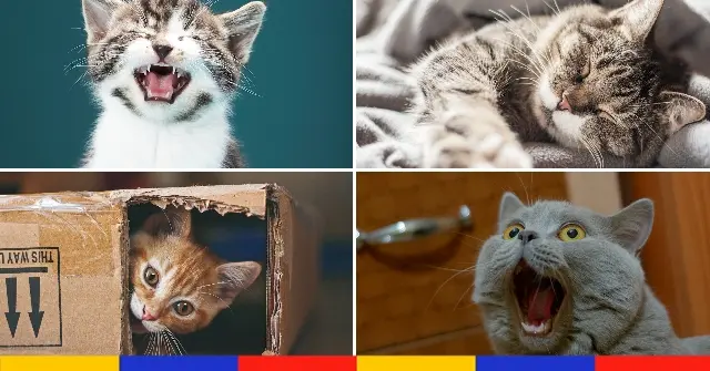 10 idées reçues sur les chats