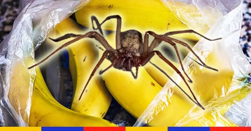 Une araignée (vraiment) très venimeuse retrouvée dans les bananes d’un supermarché