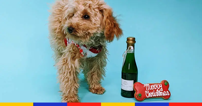 On a fait goûter le “champagne pour chiens” à la mascotte de la rédaction