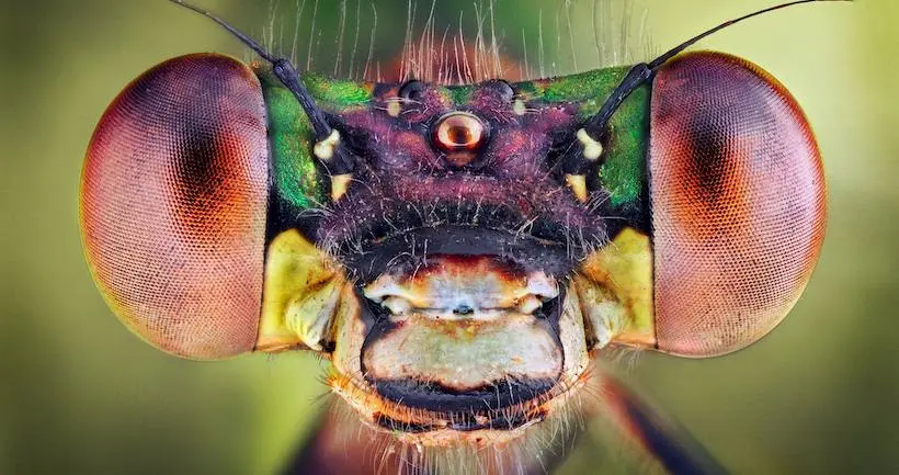 Le photographe d’insectes de l’année accusé d’avoir drogué ses modèles