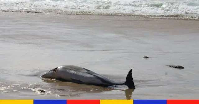 Captures accidentelles de dauphins : arrêt de la pêche pendant trois mois demandé en justice