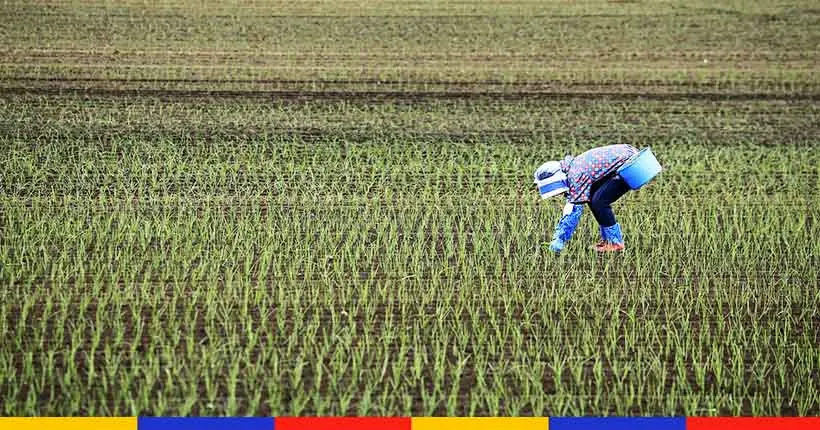 Pour l’ancien Premier ministre japonais, le changement climatique “rend le riz meilleur”