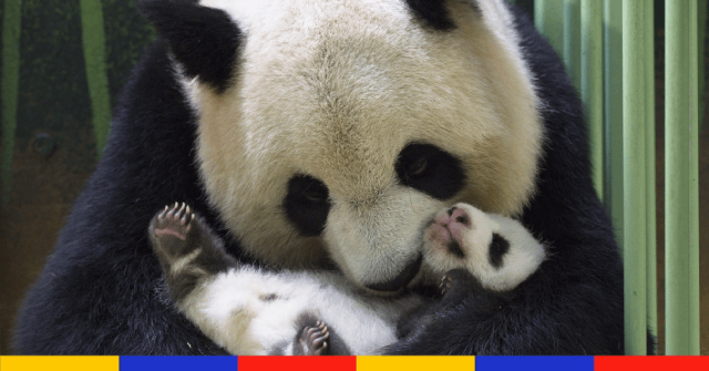 Plus de pandas, moins de plastique : 10 bonnes nouvelles pour la planète en 2021