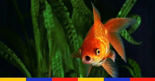 Les poissons rouges peuvent conduire des véhicules sur terre, selon une étude israélienne
