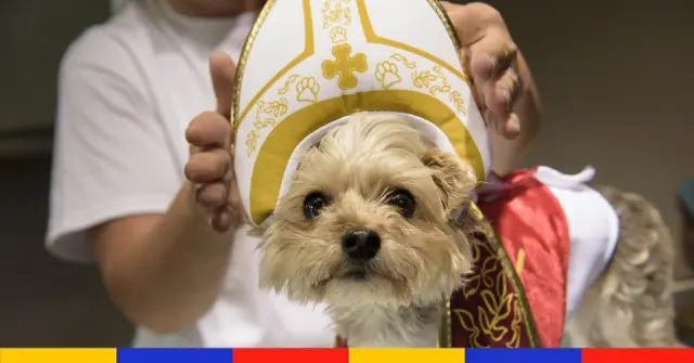 Le pape regrette que les animaux de compagnie “remplacent parfois les enfants”