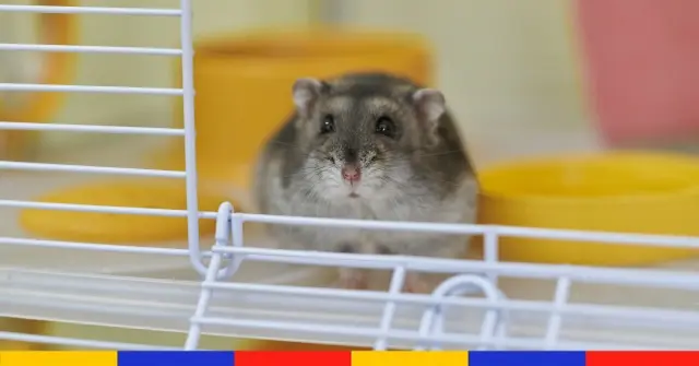 Hong Kong : après des cas de Covid, des milliers de hamsters vont être tués “par précaution”