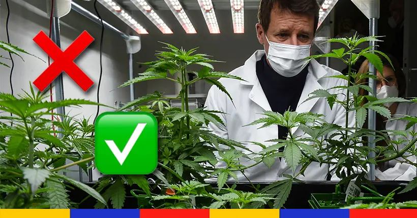 Le Conseil d’État suspend l’interdiction de la vente des fleurs de cannabis
