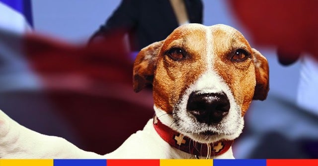 Le chien qui “a voté” Valérie Pécresse à la primaire LR a désormais son compte Twitter