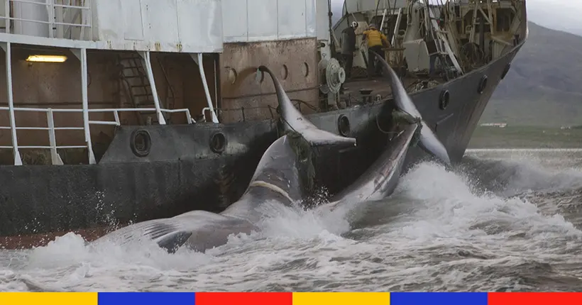 L’Islande annonce qu’elle va (enfin) cesser la chasse à la baleine