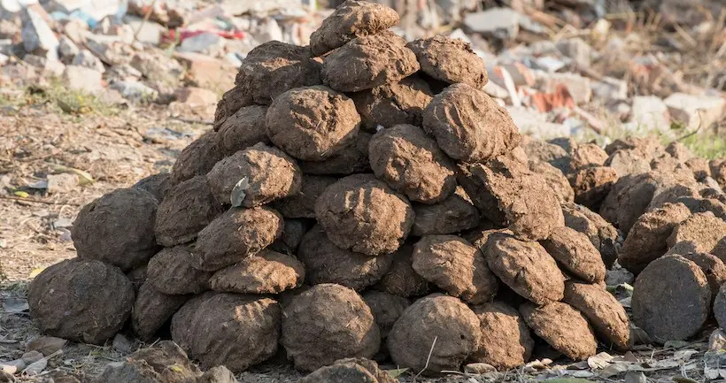 Un artiste russe a installé une immense crotte sur un lieu de mémorial