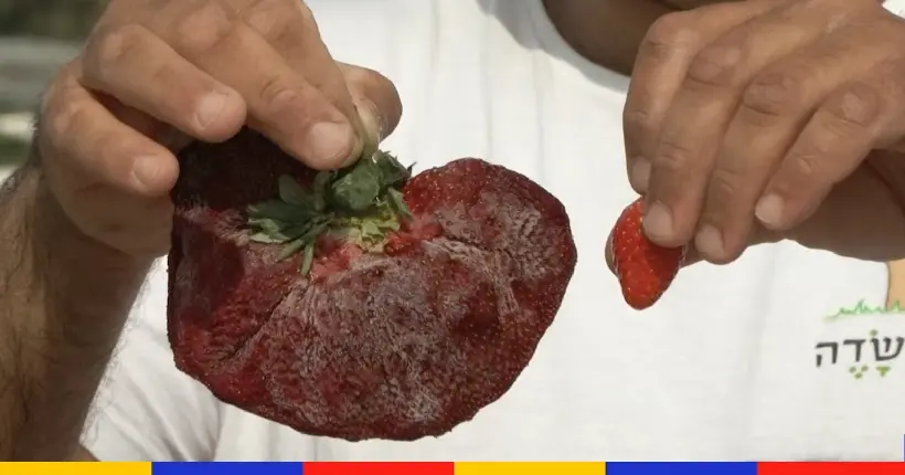 Téma la taille du fruit : une nouvelle fraise décroche sa place au livre des records