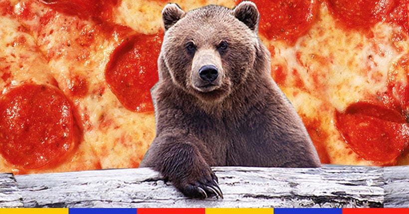 L’histoire de “Hank le Tank”, l’ours de 220 kilos qui sème la zizanie pour se nourrir de… pizza