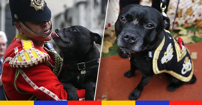 Royaume-Uni : le décès d’un chien mascotte de l’armée émeut la nation entière