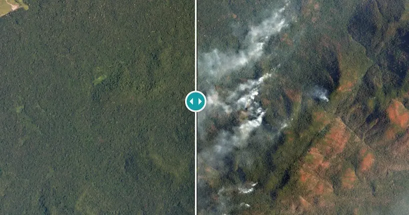 Pour la Journée internationale des forêts, des images satellites nous alertent