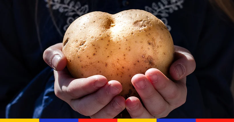 La plus grosse patate du monde n’était (en fait) pas une patate